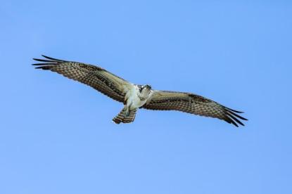 P HComm_Ray Groome_Osprey in Flight