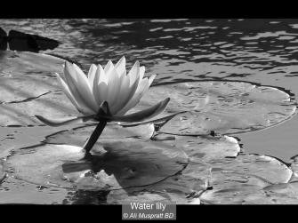 B 20 pts Ali Muspratt BD_Water lily